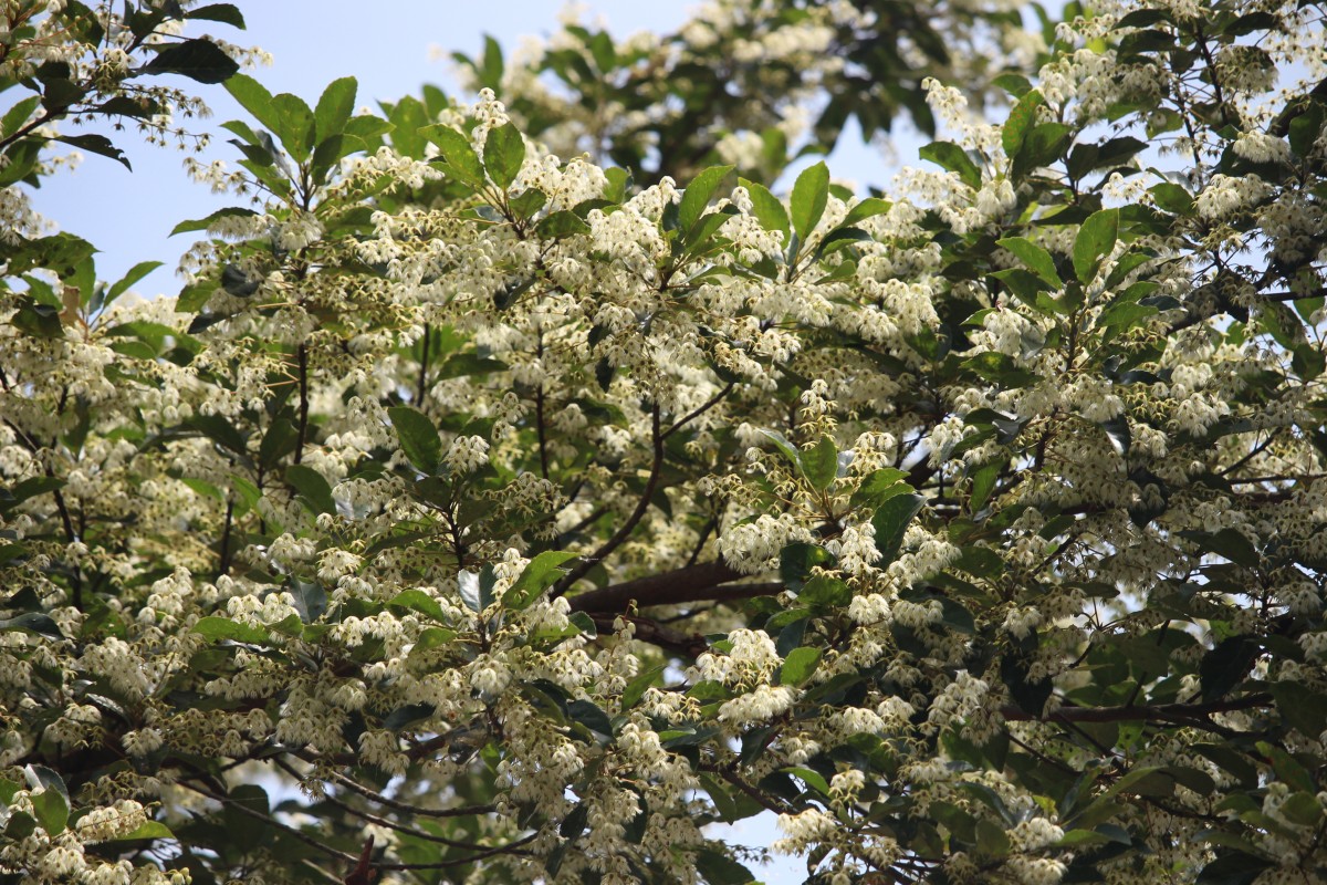 Elaeocarpus serratus L.